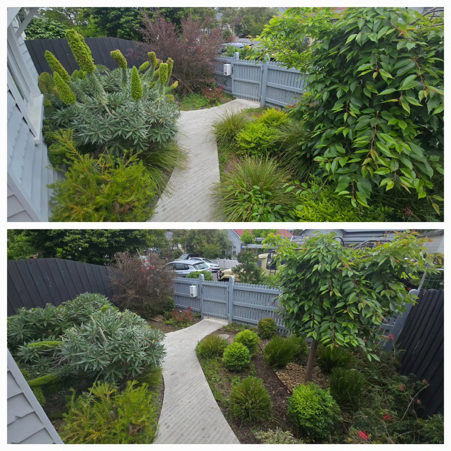 Before and after of a Saxon's Lawn and Garden Care job: overgrown garden bed transformed into a tidy, mulched, hedged garden
